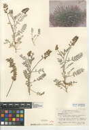 Sivun Astragalus palmeri A. Gray kuva