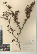 Слика од Cercis occidentalis A. Gray