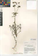 Image of Geraldton carnation weed