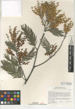 Image of Silver Wattle