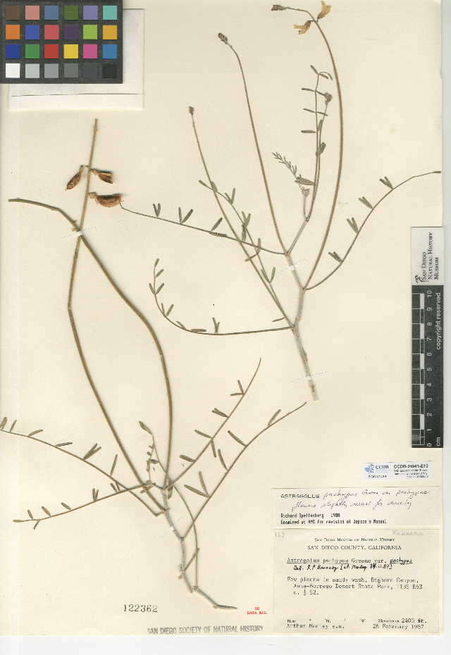 Image of Astragalus pachypus var. pachypus