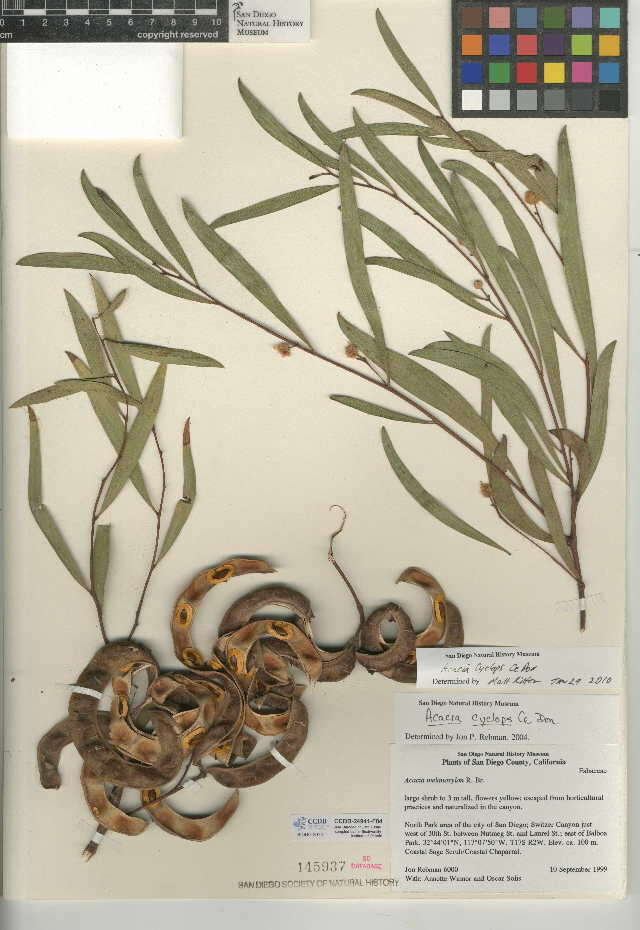 Plancia ëd Acacia cyclops A. Cunn. ex G. Don