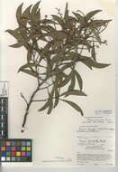 Plancia ëd Acacia pycnantha Benth.