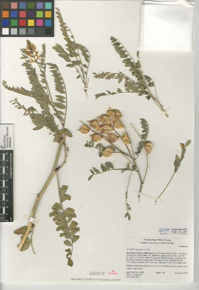 Image of Descanso milkvetch