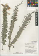 Plancia ëd Acacia cultriformis A. Cunn. ex G. Don