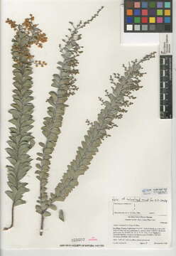 Plancia ëd Acacia cultriformis A. Cunn. ex G. Don