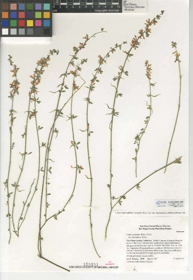 Image of Acmispon glaber var. brevialatus