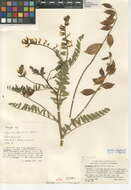 Image de Astragalus douglasii var. douglasii