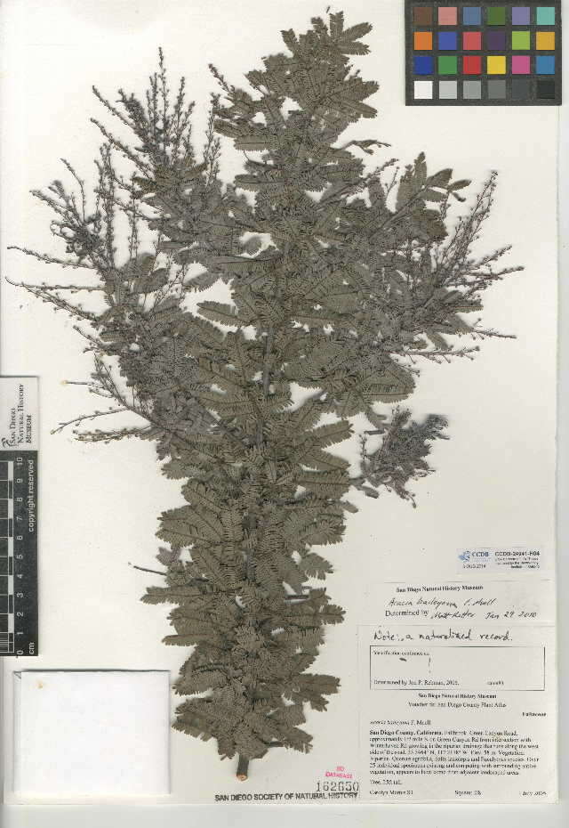 Plancia ëd Acacia baileyana F. Muell.