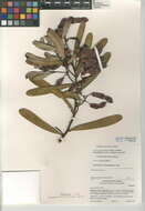 Plancia ëd Acacia murrayana F. Muell. ex Benth.