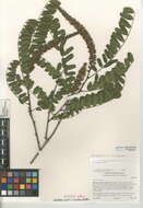 Image of California Indigobush