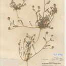 Imagem de Astragalus didymocarpus var. obispoensis (Rydb.) Jeps.