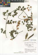 Lathyrus vestitus subsp. vestitus resmi