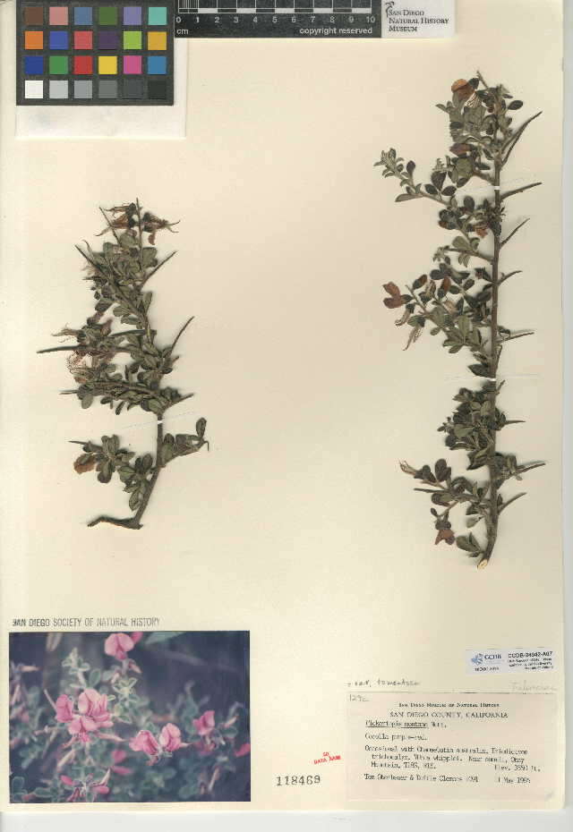 Plancia ëd Pickeringia montana var. tomentosa