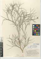 Sivun Psorothamnus spinosus (A. Gray) Barneby kuva