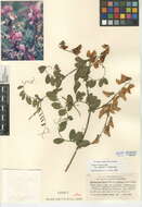 Image of Lathyrus laetiflorus Greene