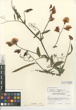 Lathyrus tingitanus L. resmi