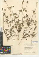 Image of Trifolium albopurpureum var. albopurpureum