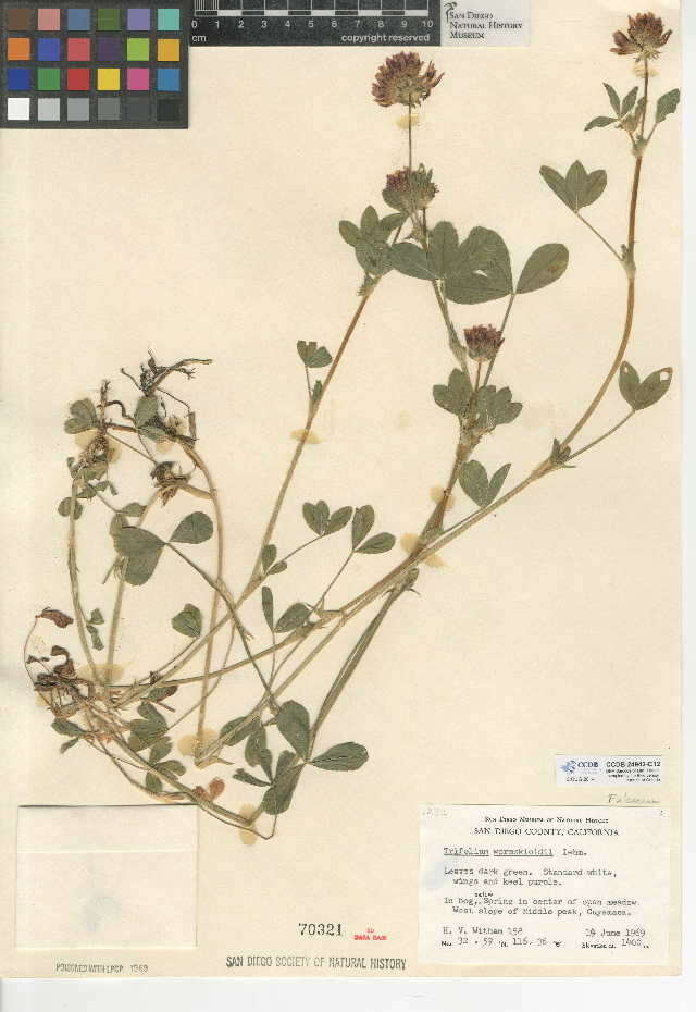 Imagem de Trifolium wormskioldii Lehm.