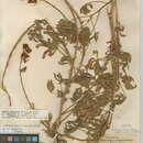 Image of Lupinus formosus var. bridgesii (S. Watson) Greene