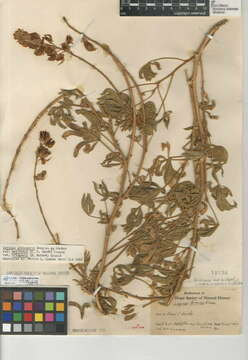 Image of Lupinus formosus var. bridgesii (S. Watson) Greene