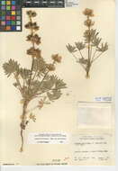 Image of <i>Lupinus <i>microcarpus</i></i> var. microcarpus