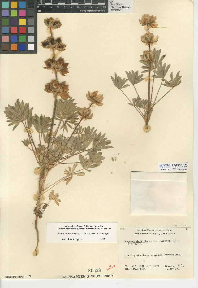 Image de <i>Lupinus <i>microcarpus</i></i> var. microcarpus