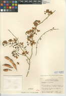 Image of Cercidium floridum