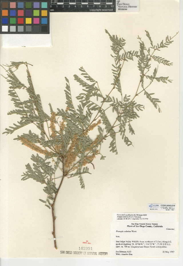 Image of velvet mesquite