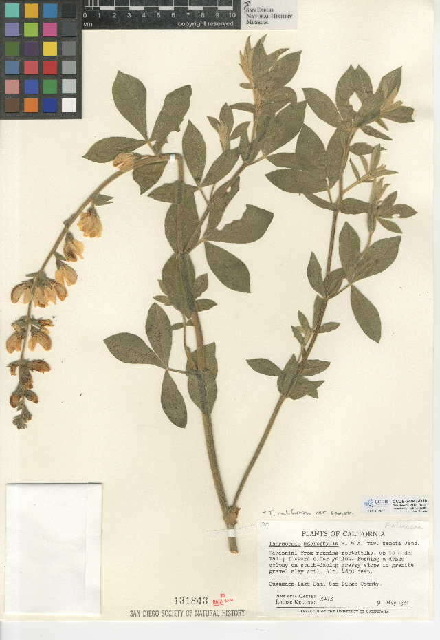 صورة Thermopsis californica var. semota (Jeps.) C. J. Chen & B. L. Turner