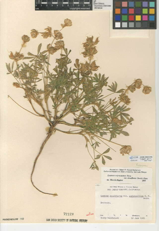 Image of Lupinus microcarpus var. densiflorus