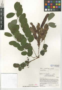 Image of black locust