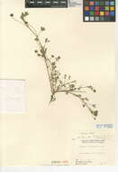 Image de Trifolium depauperatum var. stenophyllum (Nutt.) McDermott