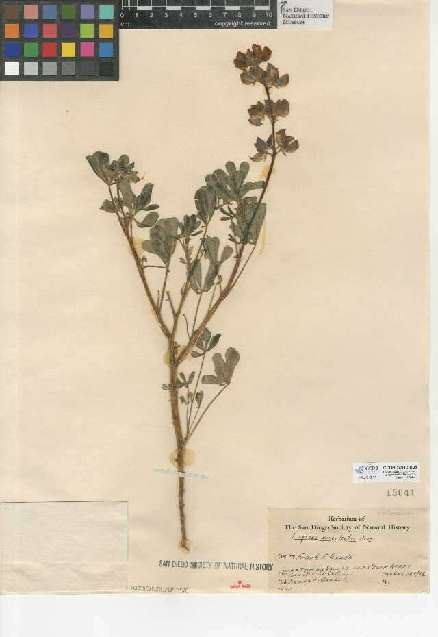 Image of hollowleaf annual lupine