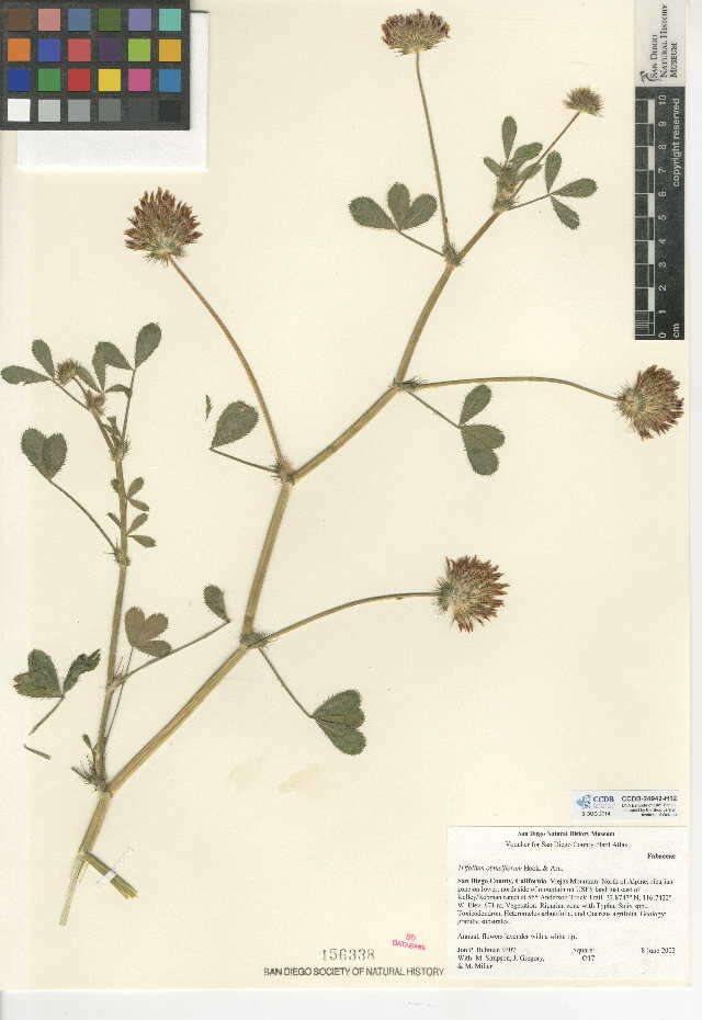 Image of clammy clover