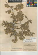 Image of Quercus agrifolia × Quercus wislizenii