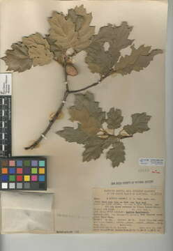 Image of hybrid oak