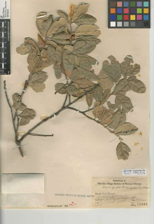 Image of Quercus agrifolia var. oxyadenia