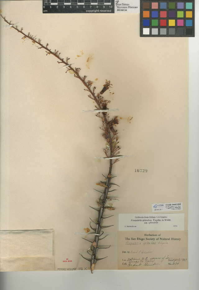 Image of Fouquieria splendens subsp. splendens