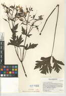 Image of Canary Island geranium