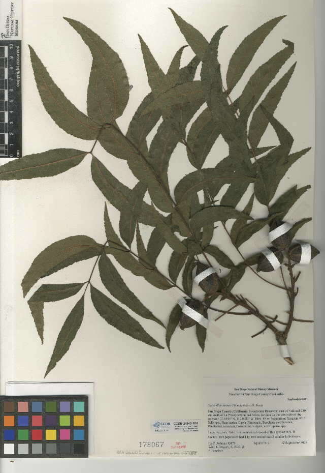 Image of Carya illinoinensis (Wangenh.) K. Koch