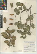 Image of <i>Quercus <i>agrifolia</i></i> var. agrifolia
