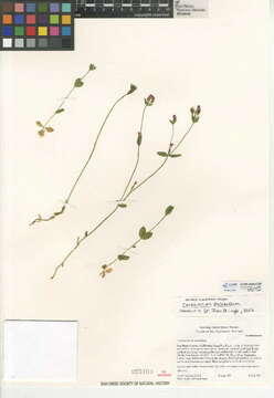 Image of branched centaury