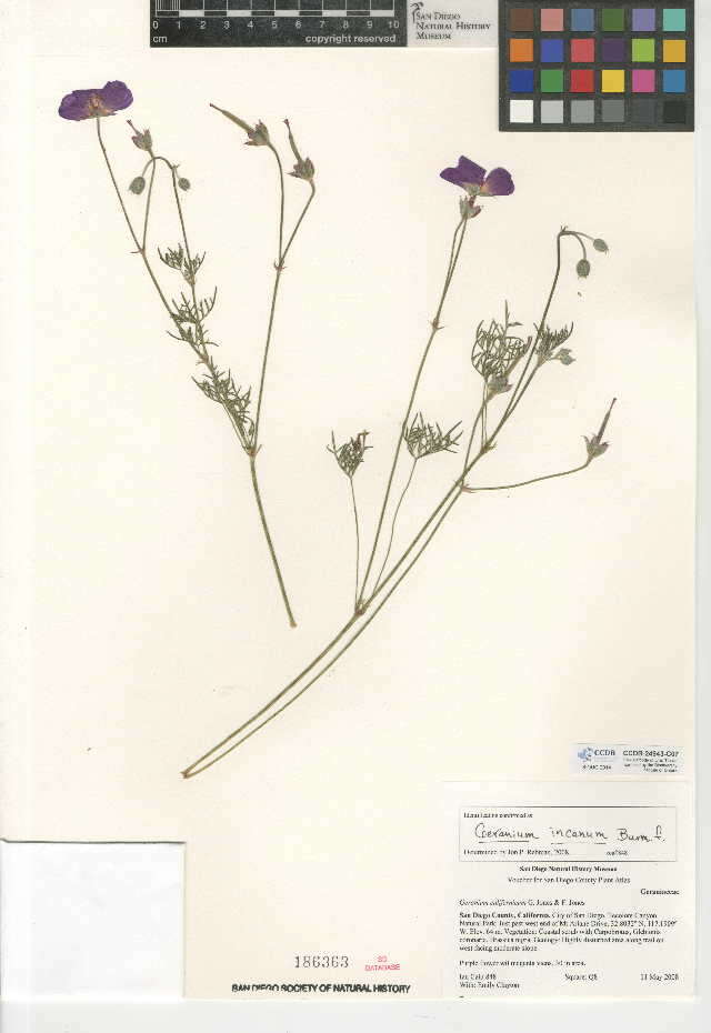 Imagem de Geranium incanum Burm. fil.