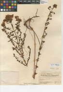 Image of Hypericum perforatum subsp. perforatum