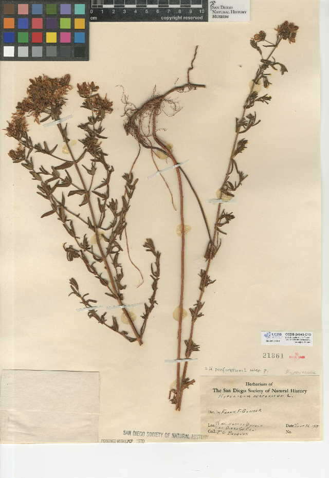Hypericum perforatum (rights holder: San Diego Natural History Museum. SDNHM. Year: 2015.)