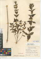 Image of Mentha canadensis L.