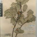 Image of oracle oak