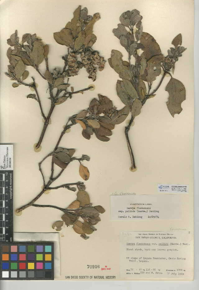 Garryaceae (rights holder: San Diego Natural History Museum. SDNHM. Year: 2015.)