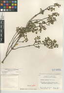 صورة Clinopodium chandleri (Brandegee) P. D. Cantino & Wagstaff